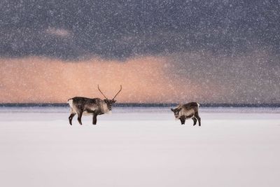 Deer on snow covered landscape