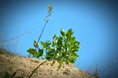 Low angle view of plants against clear blue sky