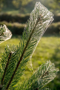 Close-up of leaf on tree