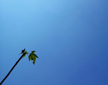 Low angle view of bird against clear blue sky