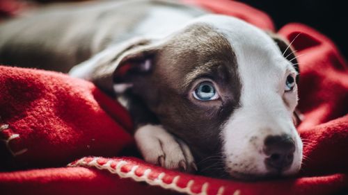 Close-up portrait of dog at home