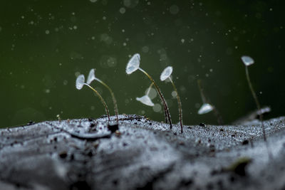 Close-up of raindrops on leaf