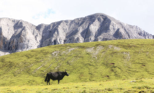 A yak standing on glassland rock mountain scerary