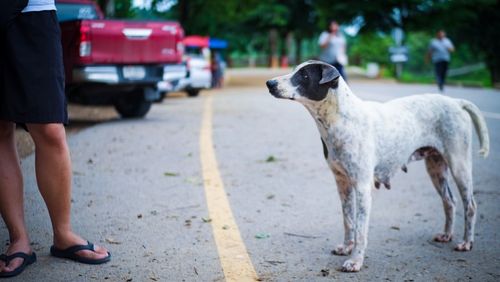 Low section of woman with dog standing on street