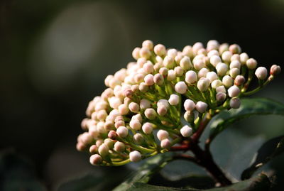 Close-up of flower buds at park