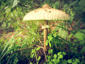 Close-up of mushroom growing in forest