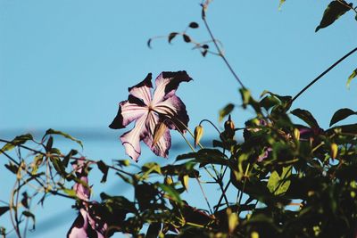 Low angle view of flowering plants against sky