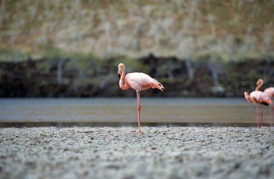 Flamingos at lakeshore against mountain