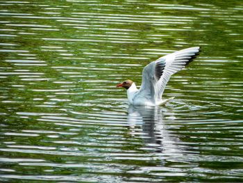 Bird in lake