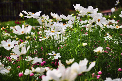 Close-up of flowers