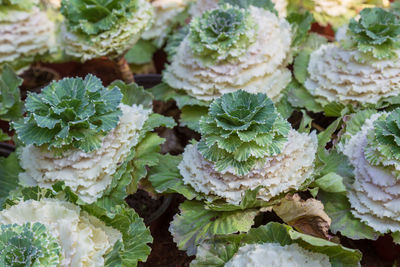 Full frame shot of fresh vegetables