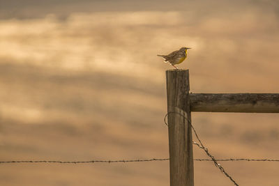 Bird perching on wooden post against sky during sunset