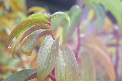 Close-up of raindrops on leaves