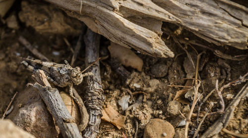 Close-up of lizard