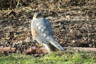 Bird perching on a field