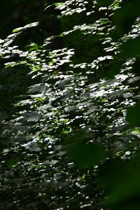 Scenic view of forest