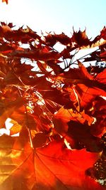 Low angle view of autumnal leaves against sky