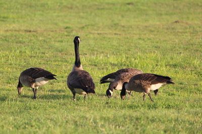 Ducks on grassy field