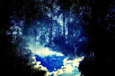 Low angle view of trees against sky