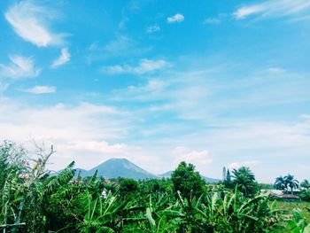 Plants growing on land against sky