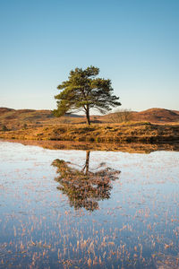 Tree by lake against clear sky