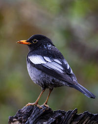 Close-up of bird perching on rock