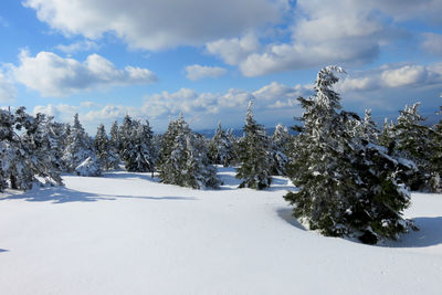 Trees on snow covered field against sky