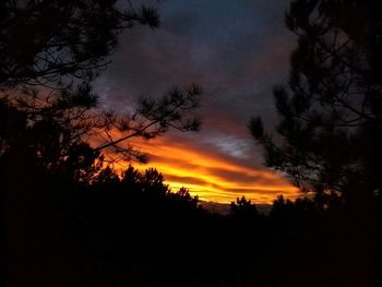 Silhouette of trees at sunset