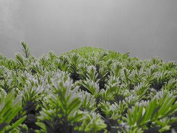 Close-up of fresh green plants