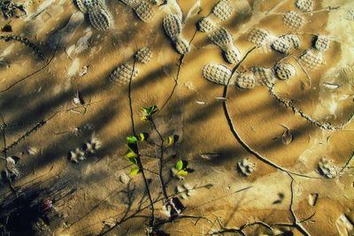 Plant growing on beach