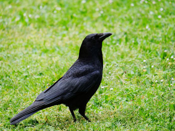 Black bird on a field