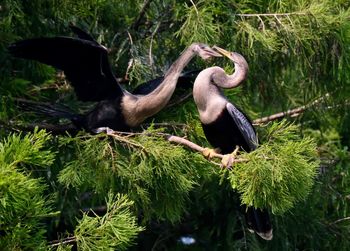 View of birds on land