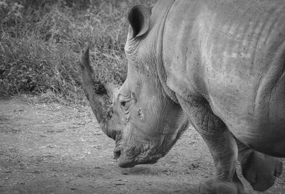 A black and white headshot of a black rhino