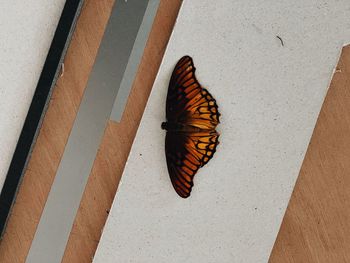 High angle view of butterfly on wall