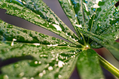 Close-up of raindrops on leaves