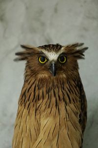 Close-up portrait of owl