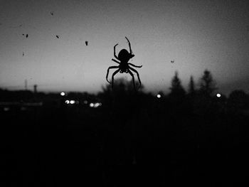 Silhouette of dragonfly against sky