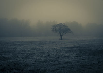 Bare trees on field against clear sky