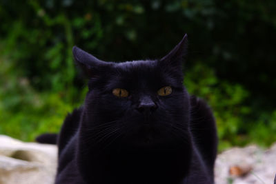 Close-up portrait of black cat