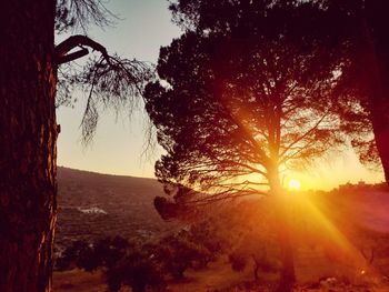 Sunlight streaming through trees on landscape during sunset