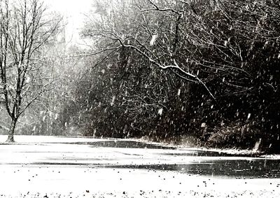 Bare trees on snow covered landscape