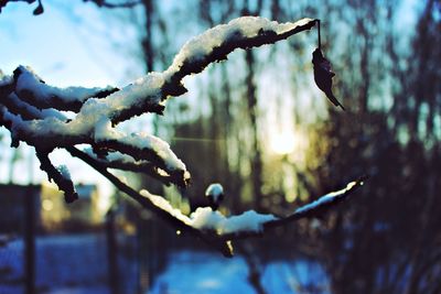 Close-up of frozen tree against sky during winter