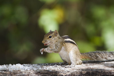 Close-up of squirrel on tree