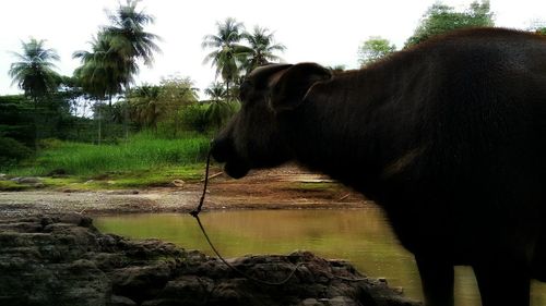 Close-up of horse on tree against sky