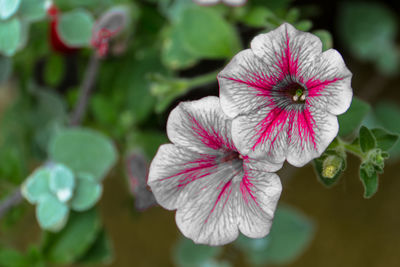 Close-up of pink hibiscus