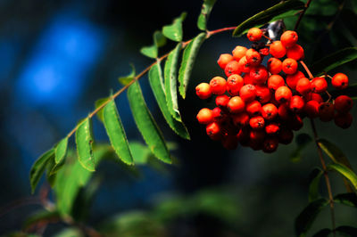 Close-up of cherries on tree