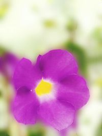 Close-up of purple flowers