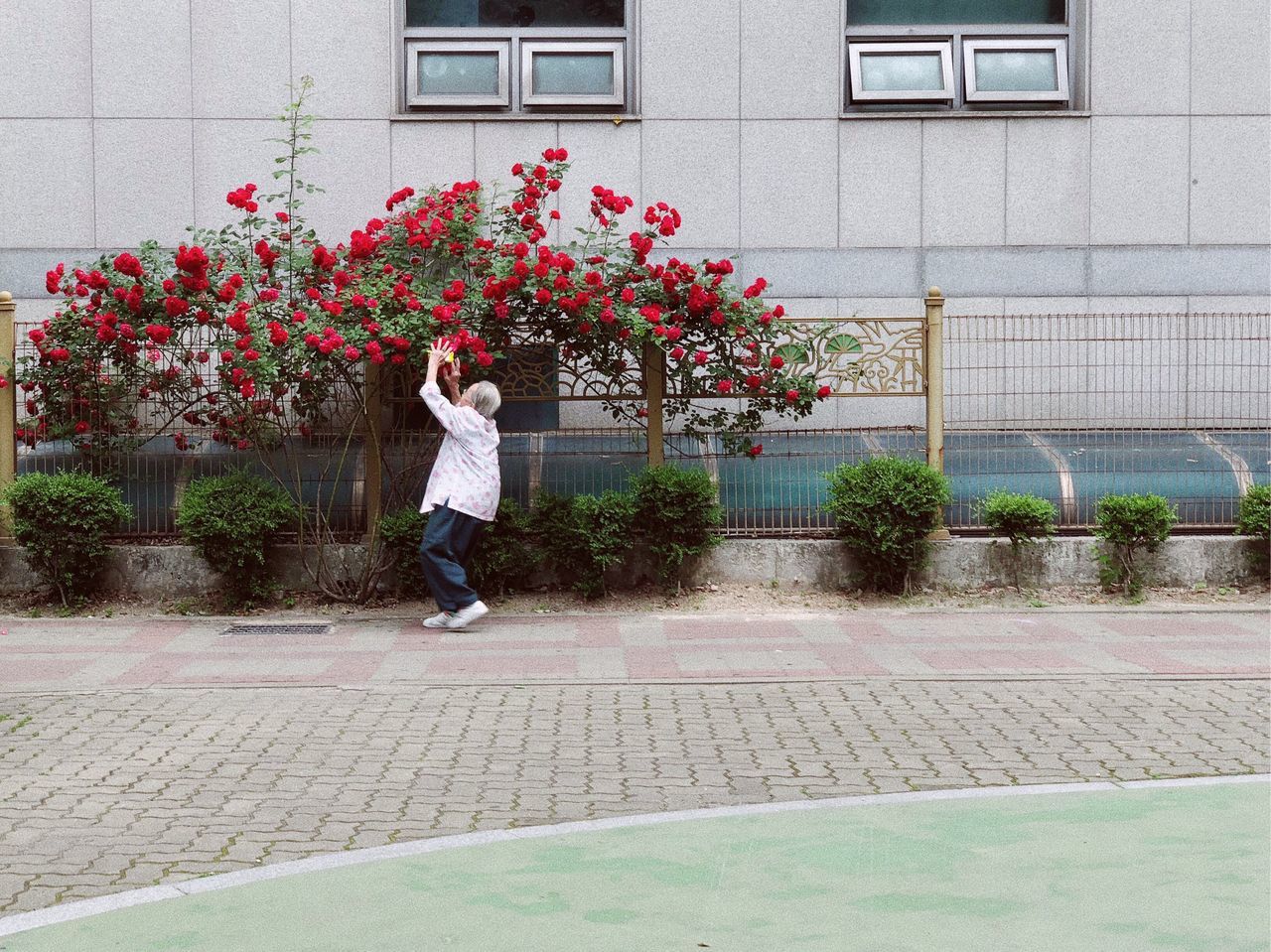 full length, one person, building exterior, plant, architecture, lifestyles, built structure, day, real people, flower, leisure activity, flowering plant, casual clothing, footpath, nature, women, city, standing, walking, outdoors