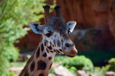 Close-up of giraffe