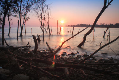 Silhouette trees on beach against sky during sunset